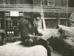 Chief Man Ape on The Set : Daniel Richter - Behind the Scenes photos