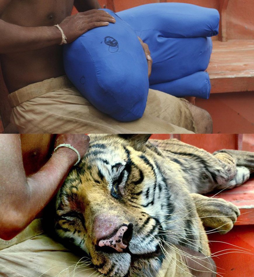 Life of Pi Behind the Scenes Photos & Tech Specs