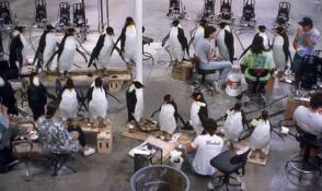 Creating A Penguin Army